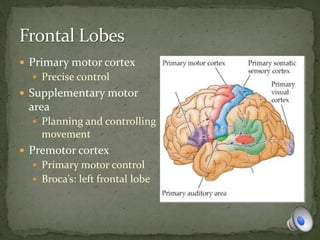  Primary motor cortex
 Precise control
 Supplementary motor
area
 Planning and controlling
movement
 Premotor cortex
 Primary motor control
 Broca’s: left frontal lobe
 