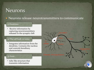  Neurons release neurotransmitters to communicate
• Receive information by
capturing neurotransmitters
released in the synaptic cleft
1) Dendrites:
• Integrates information from the
dendrites. Contains the nucleus
and controls hereditary
characteristics
2) The cell body or soma:
• tube-like structure that
transmits information
3) Axon:
 