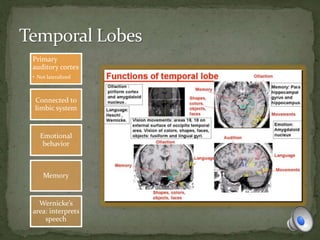 Primary
auditory cortex
• Not lateralized
Connected to
limbic system
Emotional
behavior
Memory
Wernicke’s
area: interprets
speech
 