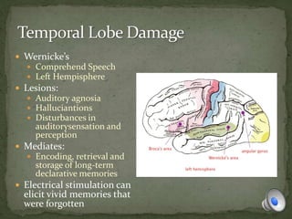  Wernicke’s
 Comprehend Speech
 Left Hempisphere
 Lesions:
 Auditory agnosia
 Halluciantions
 Disturbances in
auditorysensation and
perception
 Mediates:
 Encoding, retrieval and
storage of long-term
declarative memories
 Electrical stimulation can
elicit vivid memories that
were forgotten
 
