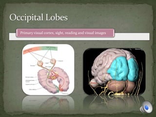 Primary visual cortex, sight, reading and visual images
 
