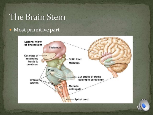 Ch 3 the brain & nervous system