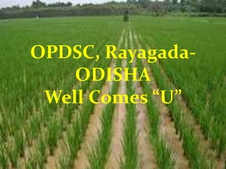 OPDSC, Rayagada-
    ODISHA
 Well Comes “U”
 