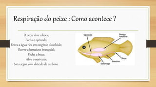 O peixe abre a boca;
Fecha o opérculo;
Entra a água rica em oxigénio dissolvido;
Ocorre a hematose branquial;
Fecha a boca;
Abre 0 opérculo;
Sai a a´gua com dióxido de carbono.
Respiração do peixe : Como acontece ?
 