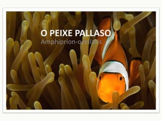 O PEIXE PALLASO
Amphiprion-ocellaris
 