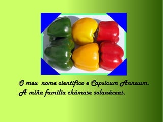 O meu nome científico e Capsicum Annuum.
A miña familia chámase solanáceas.