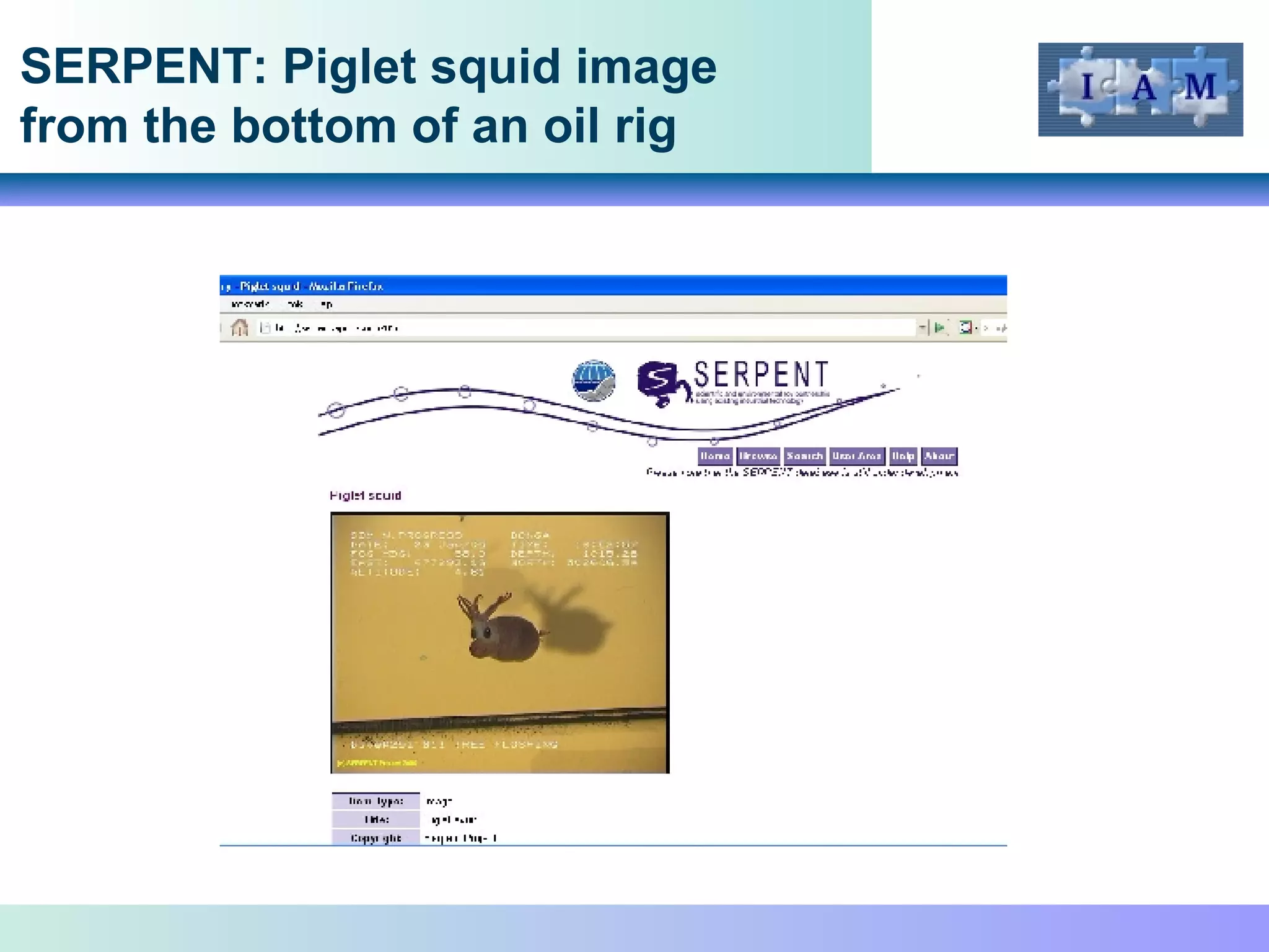 SERPENT: Piglet squid image from the bottom of an oil rig 