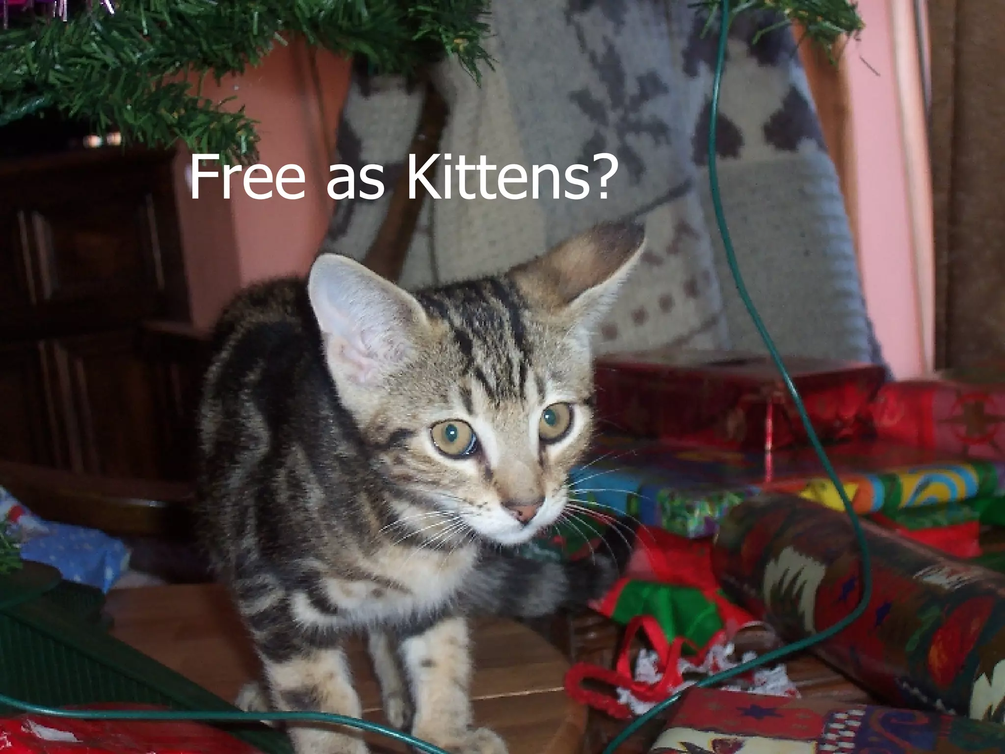 Free as Kittens? 