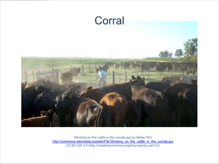 Corral




              Working on the cattle in the corrals.jpg by Alister.flint
http://commons.wikimedia.org/wiki/File:Working_on_the_cattle_in_the_corrals.jpg
          CC BY-SA 3.0 (http://creativecommons.org/licenses/by-sa/3.0/)
 