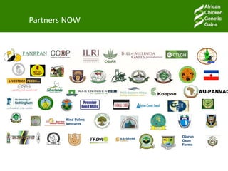 Accessible and open data on chicken performance supports investment decisions in sub-Saharan Africa