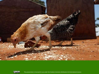 Accessible and open data on chicken performance supports investment decisions in sub-Saharan Africa