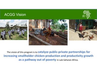Accessible and open data on chicken performance supports investment decisions in sub-Saharan Africa