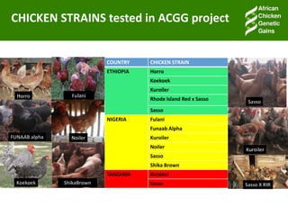 Accessible and open data on chicken performance supports investment decisions in sub-Saharan Africa