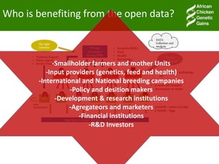 Accessible and open data on chicken performance supports investment decisions in sub-Saharan Africa