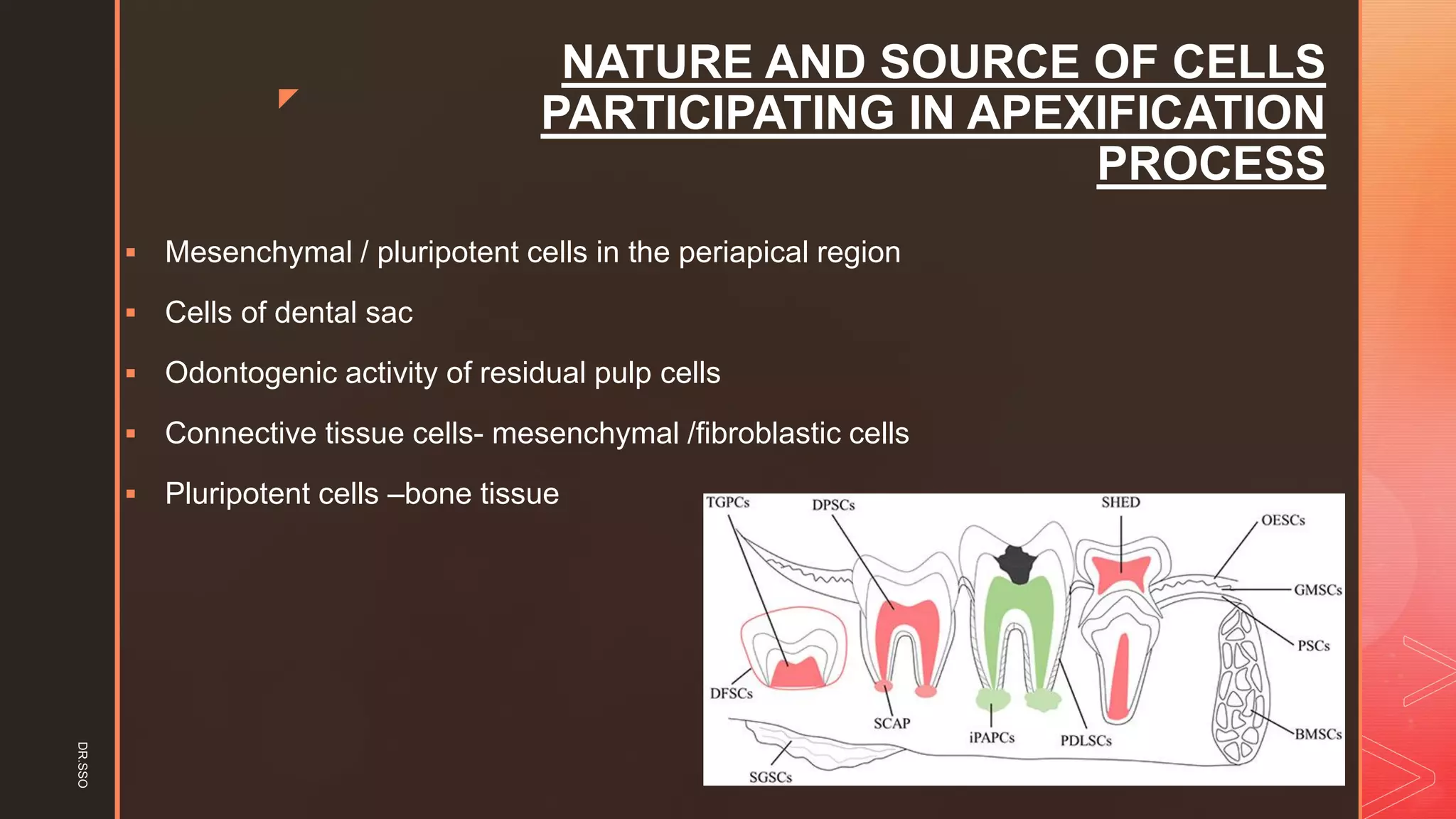 z
NATURE AND SOURCE OF CELLS
PARTICIPATING IN APEXIFICATION
PROCESS
▪ Mesenchymal / pluripotent cells in the periapical region
▪ Cells of dental sac
▪ Odontogenic activity of residual pulp cells
▪ Connective tissue cells- mesenchymal /fibroblastic cells
▪ Pluripotent cells –bone tissue
DR.SSO
 
