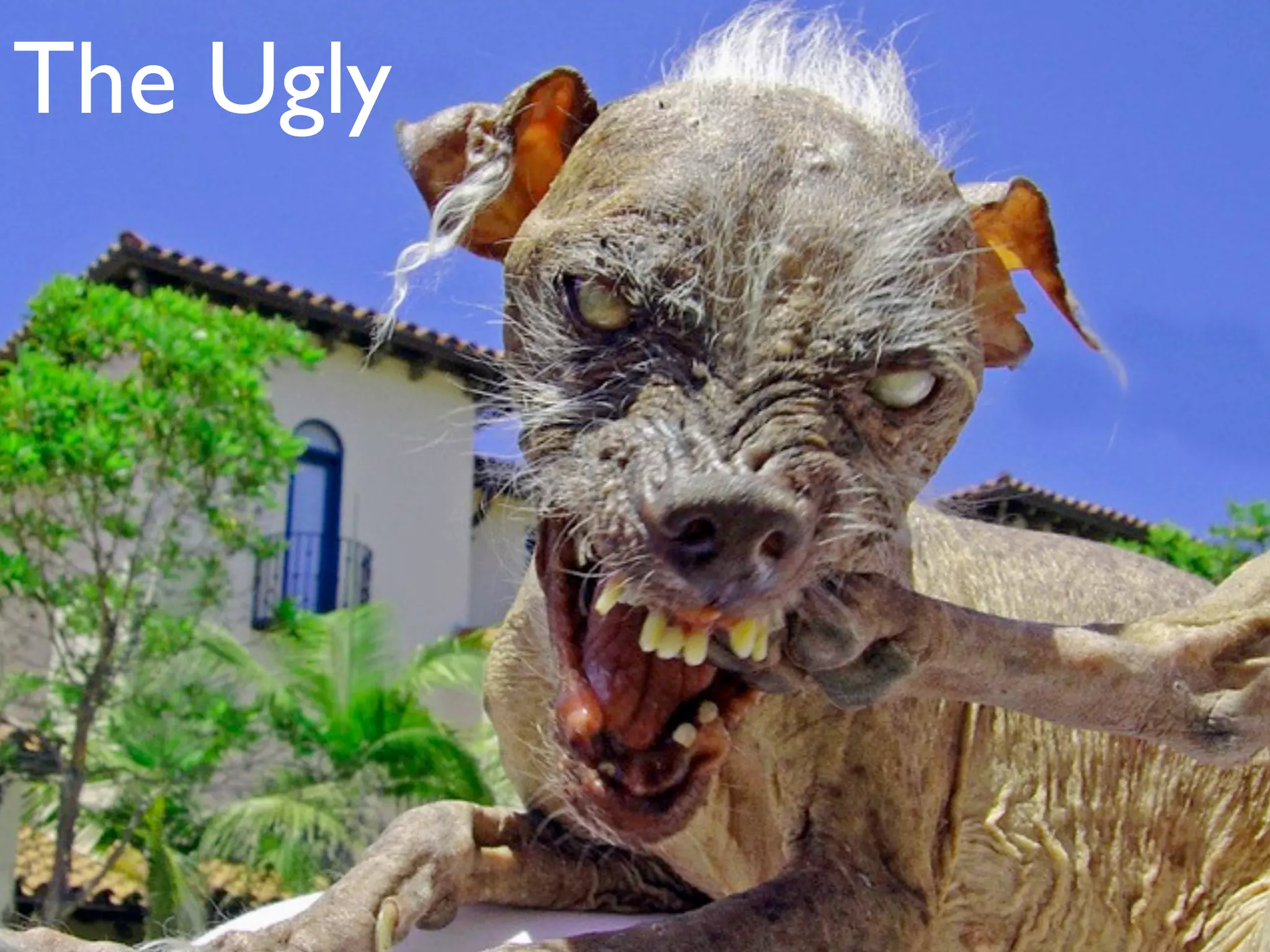 The Ugly
 