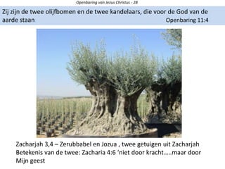 Openbaring van Jezus Christus - 28
Zij zijn de twee olijfbomen en de twee kandelaars, die voor de God van de
aarde staan Openbaring 11:4
Zacharjah 3,4 – Zerubbabel en Jozua , twee getuigen uit Zacharjah
Betekenis van de twee: Zacharia 4:6 ‘niet door kracht…..maar door
Mijn geest
 