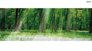 OP37
 