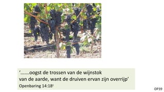 OP39
‘…….oogst de trossen van de wijnstok
van de aarde, want de druiven ervan zijn overrijp’
Openbaring 14:18c
 