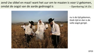 OP39
zend Uw sikkel en maai! want het uur om te maaien is voor U gekomen,
omdat de oogst van de aarde gedroogd is - Openbaring 14:15c
nu is de tijd gekomen,
Gods tijd en dan is de
volle oogst gerijpt.
 