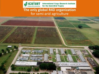 The only global R4D organization 
for semi-arid agriculture 
 
