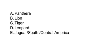A. Panthera
B. Lion
C.Tiger
D.Leopard
E. Jaguar/South /Central America
 