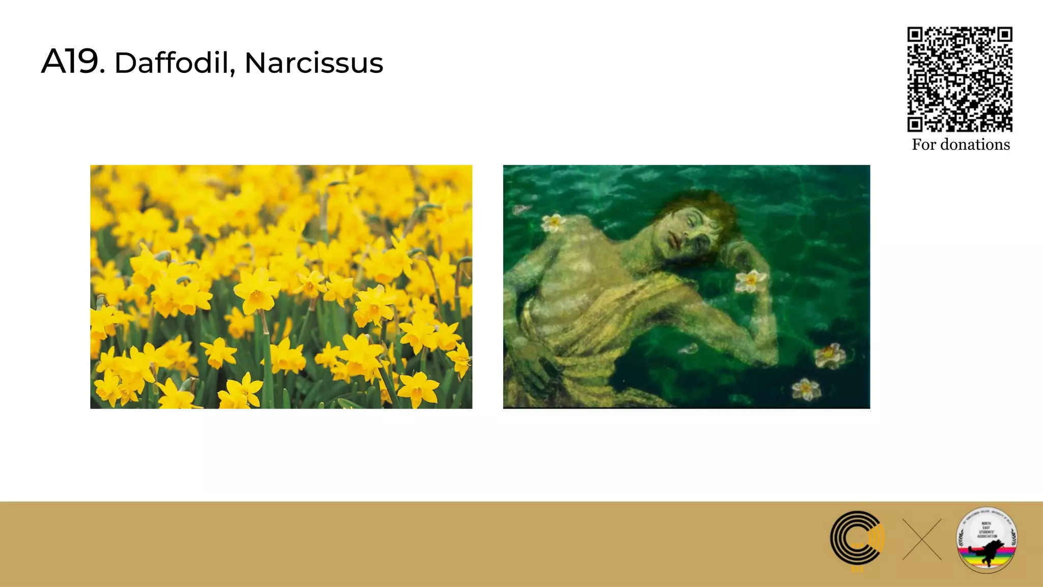 A19. Daffodil, Narcissus
For donations
 