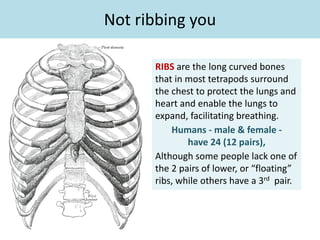 Not ribbing you
RIBS are the long curved bones
that in most tetrapods surround
the chest to protect the lungs and
heart and enable the lungs to
expand, facilitating breathing.
Humans - male & female -
have 24 (12 pairs),
Although some people lack one of
the 2 pairs of lower, or “floating”
ribs, while others have a 3rd pair.
 