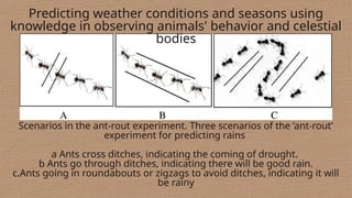 Predicting weather conditions and seasons using
knowledge in observing animals' behavior and celestial
bodies
Scenarios in the ant-rout experiment. Three scenarios of the ‘ant-rout’
experiment for predicting rains
a Ants cross ditches, indicating the coming of drought.
b Ants go through ditches, indicating there will be good rain.
c.Ants going in roundabouts or zigzags to avoid ditches, indicating it will
be rainy
 