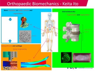 Orthopaedic Biomechanics - Keita Ito
Bone adaptation in health, disease and
regeneration
Intervertebral disc
degeneration and regeneration
Osteoarthrosis and cartilage
tissue engineering
disc
Spinal motion
segment
knee
hip
bone TE
 