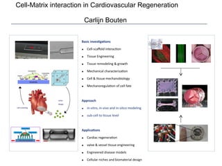 Basic investigations
• Cell-scaffold interaction
• Tissue Engineering
• Tissue remodeling & growth
• Mechanical characterization
• Cell & tissue mechanobiology
• Mechanoregulation of cell fate
Approach
• in-vitro, in-vivo and in-silico modeling
• sub-cell to tissue level
Applications
• Cardiac regeneration
• valve & vessel tissue engineering
• Engineered disease models
• Cellular niches and biomaterial design
cell screening
niche
design
Cell-Matrix interaction in Cardiovascular Regeneration
Carlijn Bouten
 