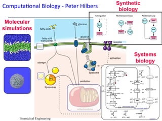Computational Biology
Systems
biology
Molecular
simulations
Biomedical Engineering
Computational Biology - Peter Hilbers
Systems
biology
Synthetic
biology
 