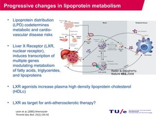 Progressive changes in lipoprotein metabolism
60
Rader & Daugherty,
Nature 451,2008
Lipolysis
• Lipoprotein distribution
(LPD) codetermines
metabolic and cardio-
vascular disease risks
• Liver X Receptor (LXR,
nuclear receptor),
induces transcription of
multiple genes
modulating metabolism
of fatty acids, triglycerides,
and lipoproteins
• LXR agonists increase plasma high density lipoprotein cholesterol
(HDLc)
• LXR as target for anti-atherosclerotic therapy?
Levin et al, (2005) Arterioscler
Thromb Vasc Biol. 25(1):135-42
 