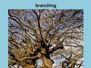 branching
 