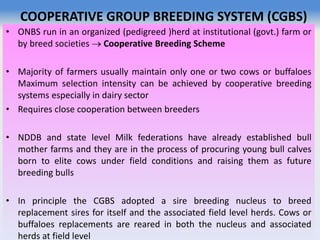 COOPERATIVE GROUP BREEDING SYSTEM (CGBS)
• ONBS run in an organized (pedigreed )herd at institutional (govt.) farm or
by breed societies  Cooperative Breeding Scheme
• Majority of farmers usually maintain only one or two cows or buffaloes
Maximum selection intensity can be achieved by cooperative breeding
systems especially in dairy sector
• Requires close cooperation between breeders
• NDDB and state level Milk federations have already established bull
mother farms and they are in the process of procuring young bull calves
born to elite cows under field conditions and raising them as future
breeding bulls
• In principle the CGBS adopted a sire breeding nucleus to breed
replacement sires for itself and the associated field level herds. Cows or
buffaloes replacements are reared in both the nucleus and associated
herds at field level
 
