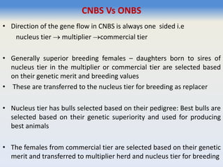 CNBS Vs ONBS
• Direction of the gene flow in CNBS is always one sided i.e
nucleus tier  multiplier commercial tier
• Generally superior breeding females – daughters born to sires of
nucleus tier in the multiplier or commercial tier are selected based
on their genetic merit and breeding values
• These are transferred to the nucleus tier for breeding as replacer
• Nucleus tier has bulls selected based on their pedigree: Best bulls are
selected based on their genetic superiority and used for producing
best animals
• The females from commercial tier are selected based on their genetic
merit and transferred to multiplier herd and nucleus tier for breeding
 