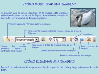 ¿CÓMO MODIFICAR UNA IMAGEN?

Al pinchar con el botón izquierdo en la imagen ésta quedará
seleccionada como se ve en la figura. Apareciendo además la
Barra de Herramientas de Imagen siguiente:

          Permite ponerle filtros de color a la imagen


                              Para poner la imagen en blanco y negro, escala de grises o
                              filigrana
                                                                                           Traza líneas




                                  Para elegir el grado de transparencia de la
Cambia     los      colores       imagen.                                                  Para recortar la
primarios,     brillo     y                                                                imagen
contraste de la imagen.                     Cambia el color de fondo de la imagen

                                                                 Permite darle sombra a la imagen


                         ¿CÓMO ELIMINAR UNA IMAGEN?
Bastará con seleccionar la imagen con el botón izquierdo del ratón y luego pulsaremos la tecla
Supr.
 