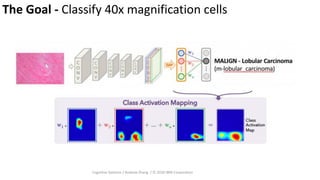 The Goal - Classify 40x magnification cells
Cognitive Systems / Andrew Zhang / © 2020 IBM Corporation
 