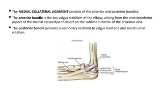 • The MEDIAL COLLATERAL LIGAMENT consists of the anterior and posterior bundles.
• The anterior bundle is the key valgus stabilizer of the elbow, arising from the anteriorinferior
aspect of the medial epicondyle to insert on the sublime tubercle of the proximal ulna.
• The posterior bundle provides a secondary restraint to valgus load and also resists ulnar
rota)on.
 