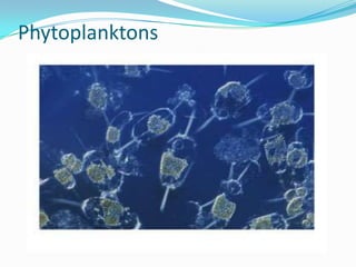 Phytoplanktons
 