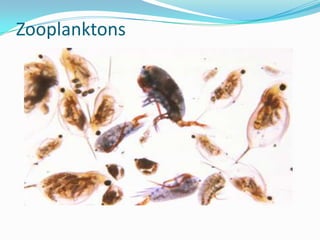 Zooplanktons
 