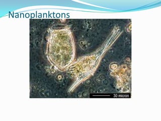 Nanoplanktons
 