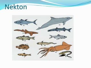 Nekton
 