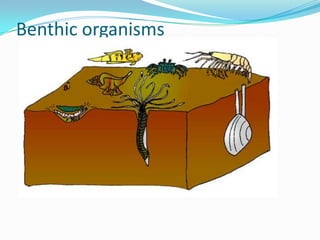 Benthic organisms
 