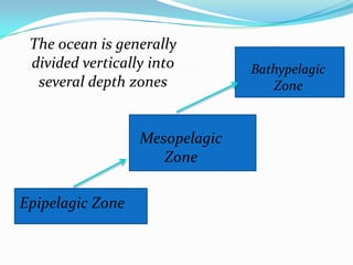 The ocean is generally
 divided vertically into        Bathypelagic
  several depth zones              Zone


                  Mesopelagic
                     Zone

Epipelagic Zone
 
