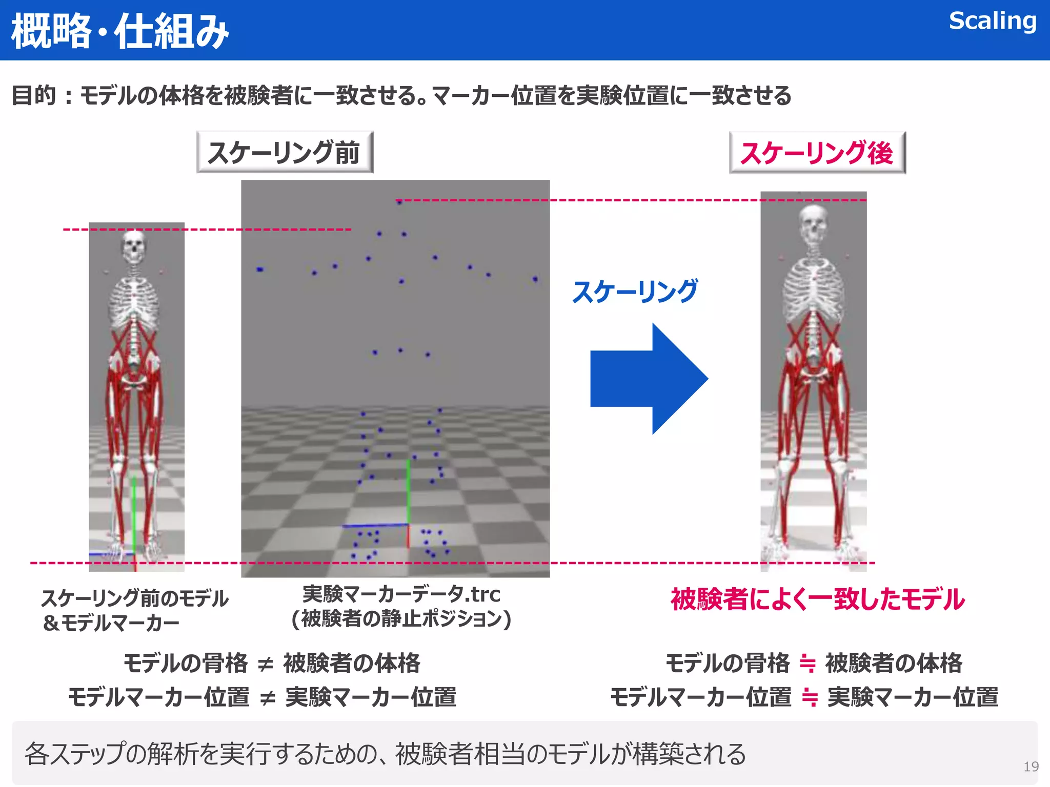 概略・仕組み Scaling
スケーリング前のモデル
＆モデルマーカー
実験マーカーデータ.trc
(被験者の静止ポジション)
スケーリング
被験者によく一致したモデル
各ステップの解析を実行するための、被験者相当のモデルが構築される
スケーリング前 スケーリング後
モデルの骨格 ≠ 被験者の体格
モデルマーカー位置 ≠ 実験マーカー位置
モデルの骨格 ≒ 被験者の体格
モデルマーカー位置 ≒ 実験マーカー位置
目的：モデルの体格を被験者に一致させる。マーカー位置を実験位置に一致させる
19
 
