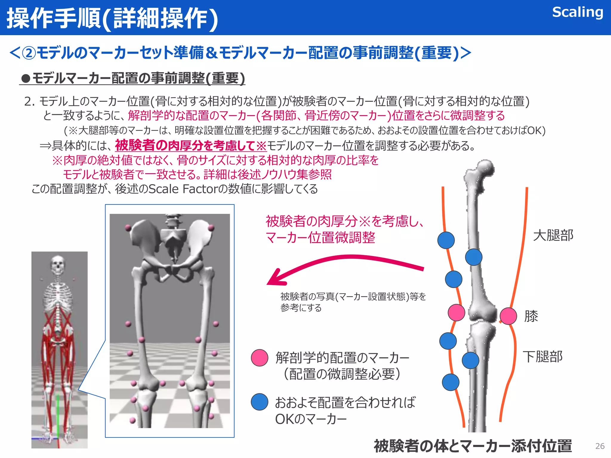 操作手順(詳細操作) Scaling
＜②モデルのマーカーセット準備＆モデルマーカー配置の事前調整(重要)＞
2. モデル上のマーカー位置(骨に対する相対的な位置)が被験者のマーカー位置(骨に対する相対的な位置)
と一致するように、解剖学的な配置のマーカー(各関節、骨近傍のマーカー)位置をさらに微調整する
(※大腿部等のマーカーは、明確な設置位置を把握することが困難であるため、おおよその設置位置を合わせておけばOK)
⇒具体的には、被験者の肉厚分を考慮して※モデルのマーカー位置を調整する必要がある。
※肉厚の絶対値ではなく、骨のサイズに対する相対的な肉厚の比率を
モデルと被験者で一致させる。詳細は後述ノウハウ集参照
この配置調整が、後述のScale Factorの数値に影響してくる
●モデルマーカー配置の事前調整(重要)
大腿部
下腿部
膝
被験者の体とマーカー添付位置
被験者の肉厚分※を考慮し、
マーカー位置微調整
被験者の写真(マーカー設置状態)等を
参考にする
26
解剖学的配置のマーカー
（配置の微調整必要）
おおよそ配置を合わせれば
OKのマーカー
 