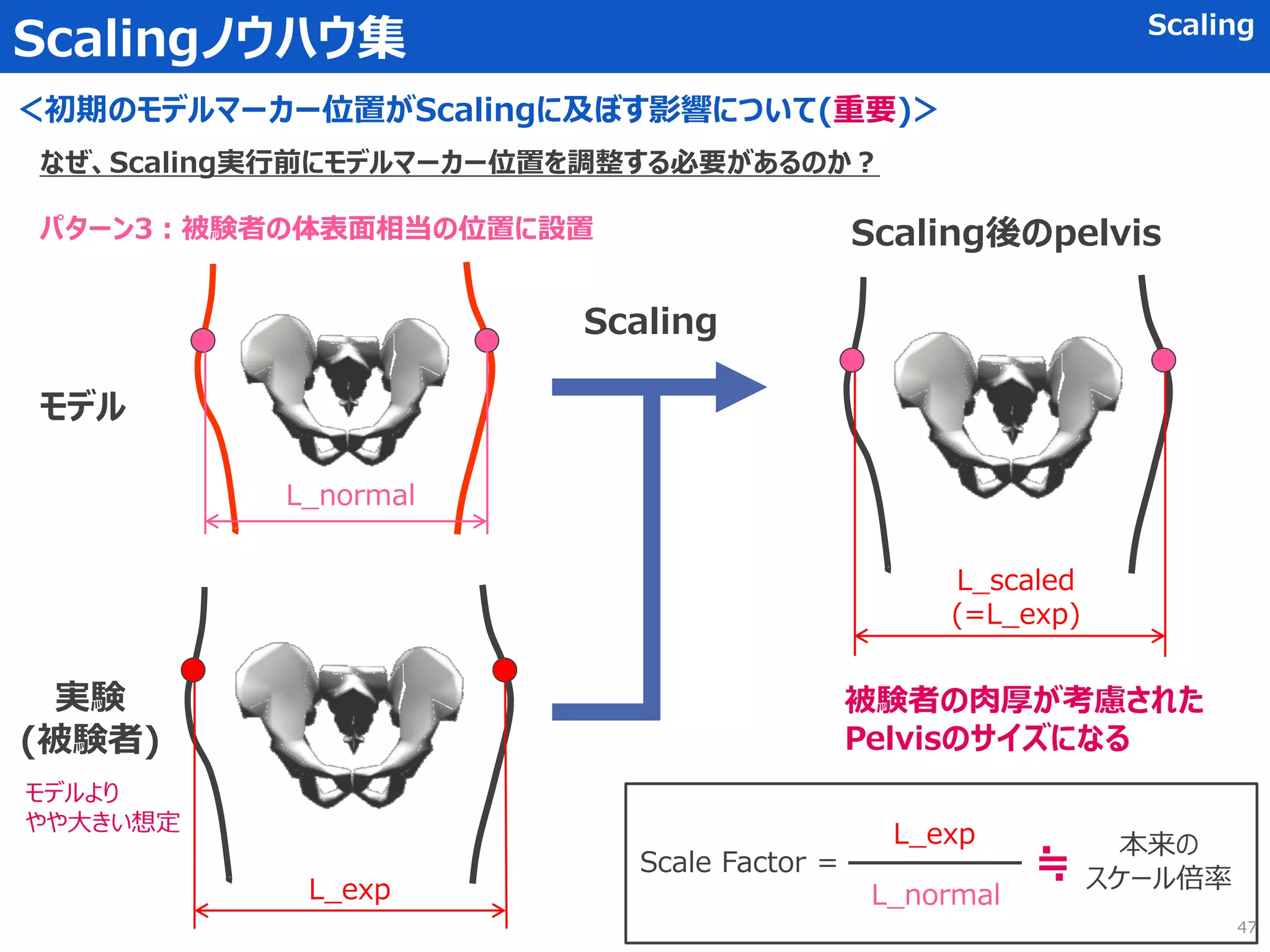 Scalingノウハウ集 Scaling
＜初期のモデルマーカー位置がScalingに及ぼす影響について(重要)＞
なぜ、Scaling実行前にモデルマーカー位置を調整する必要があるのか？
パターン3：被験者の体表面相当の位置に設置
モデル
実験
(被験者)
L_exp
Scaling
Scaling後のpelvis
被験者の肉厚が考慮された
Pelvisのサイズになる
モデルより
やや大きい想定
Scale Factor =
L_normal
L_exp ≒ 本来の
スケール倍率
L_normal
L_scaled
(=L_exp)
47
 
