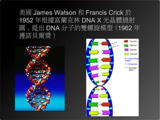 美國 James Watson 和 Francis Crick 於
1952 年根據富蘭克林 DNA X 光晶體繞射
圖 , 提出 DNA 分子的雙螺旋模型 (1962 年
獲諾貝爾獎 )
 