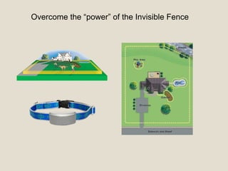 Overcome the “power” of the Invisible Fence
 